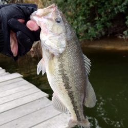 2025年開幕フィッシュ