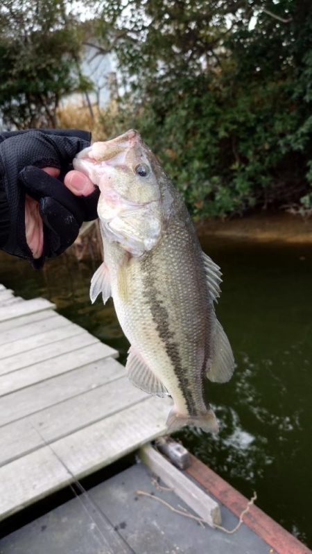 2025年開幕フィッシュ