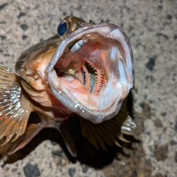 カサゴ＆メバル