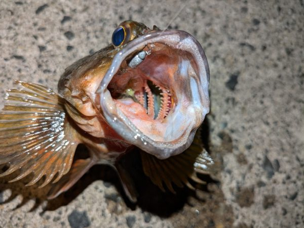 カサゴ＆メバル