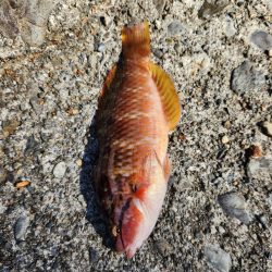 久しぶりのヤーツ