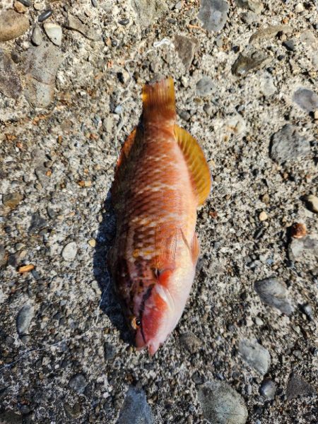 久しぶりのヤーツ