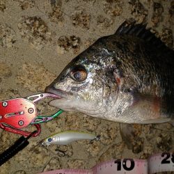 ようやく今年の初フィッシュ