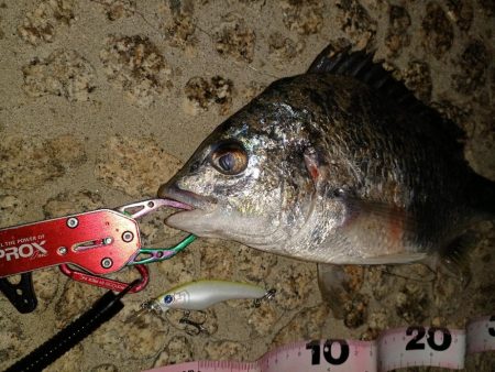 ようやく今年の初フィッシュ