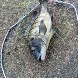 2/7釣果のっこみチヌ