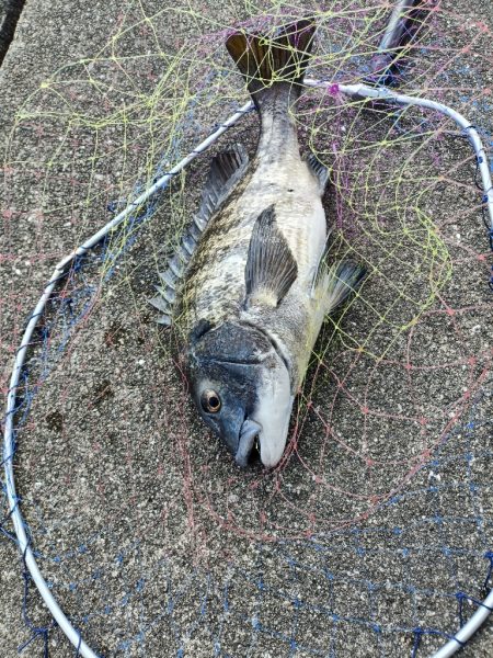 2/7釣果のっこみチヌ