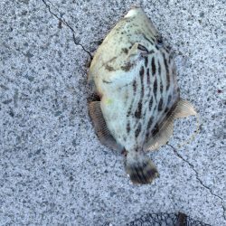 アジ居なくなった。