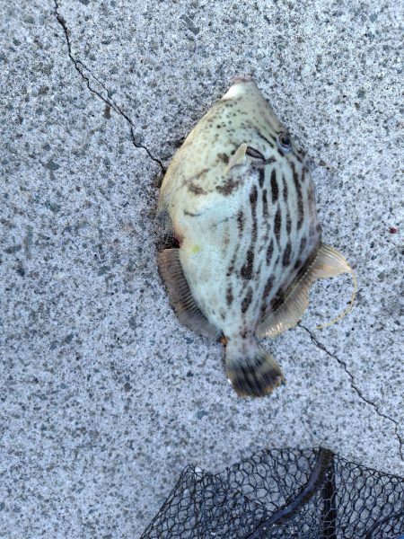 アジ居なくなった。