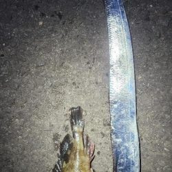 デカガシラ＆今シーズンもありがとタチウオ