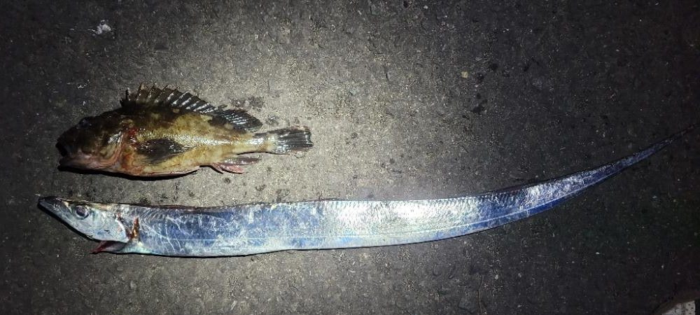 デカガシラ＆今シーズンもありがとタチウオ