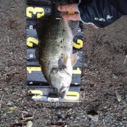 スクリューベイトで1本