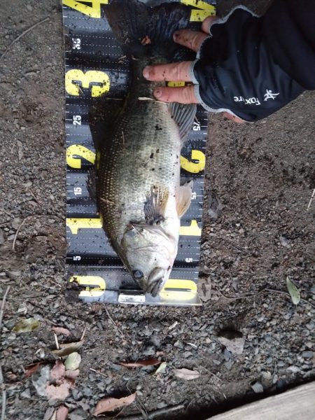 スクリューベイトで1本