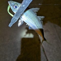 陸っぱり釣行記