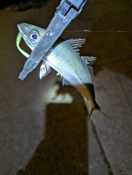 陸っぱり釣行記