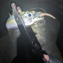 陸っぱり釣行記