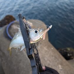 陸っぱり釣行記