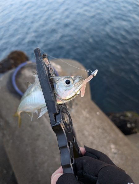 陸っぱり釣行記