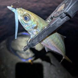 陸っぱり釣行記