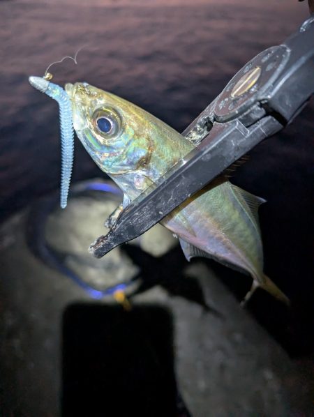 陸っぱり釣行記