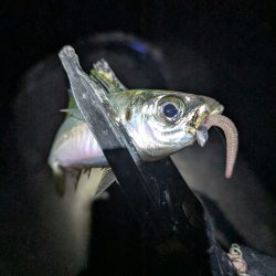 陸っぱり釣行記