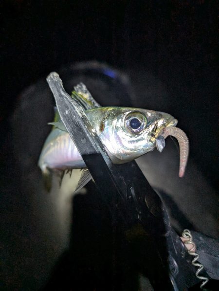 陸っぱり釣行記