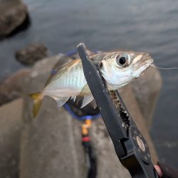 陸っぱり釣行記