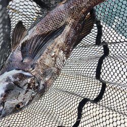 春の予感チニング