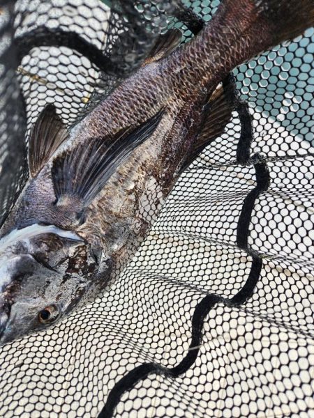 春の予感チニング