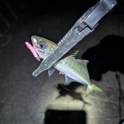 陸っぱり釣行記