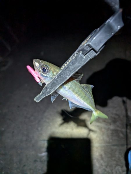 陸っぱり釣行記