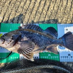 市内河川チニング