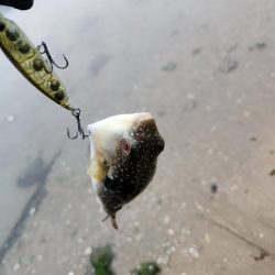 カラシチニング？