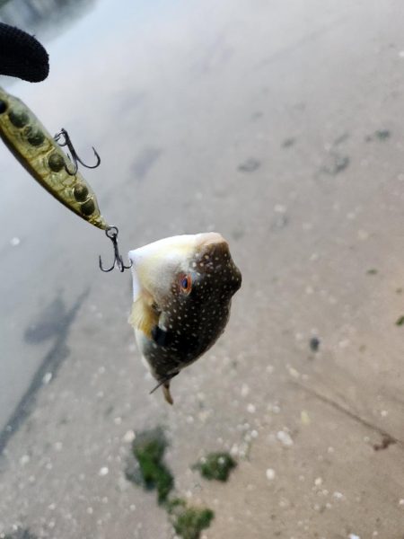 カラシチニング？