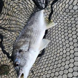 しごおわチニング