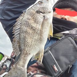 キビレが釣れました!