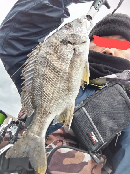 キビレが釣れました!