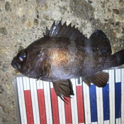 メバル釣果上向き