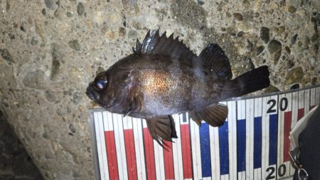 メバル釣果上向き