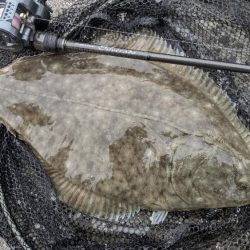 広島チニングでドデカカレイ！