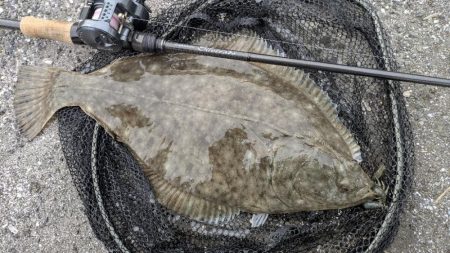 広島チニングでドデカカレイ！