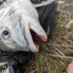 時短広島チニング