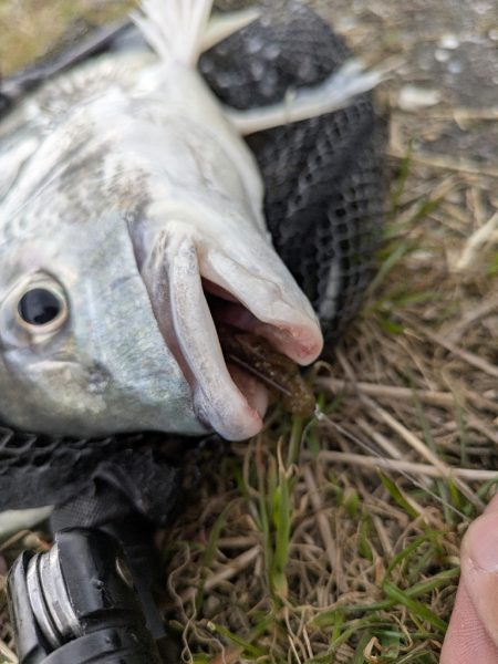 時短広島チニング