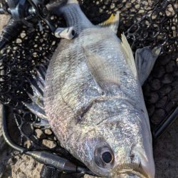 大寒波チニング