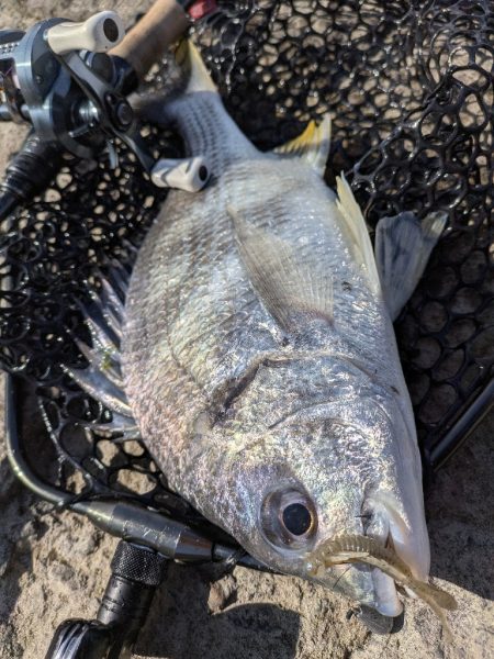 大寒波チニング