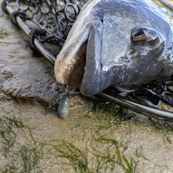 広島チニング 久しぶりにツ抜け！