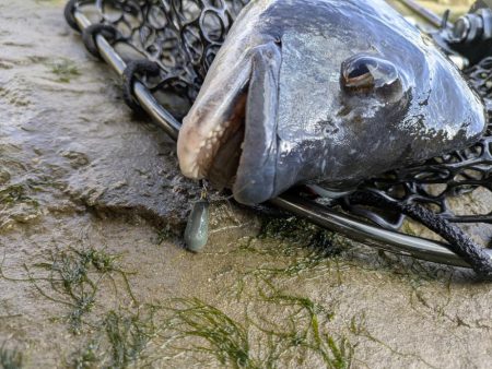 広島チニング 久しぶりにツ抜け！