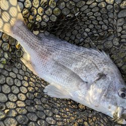 広島キビレ探し!