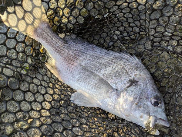 広島キビレ探し!