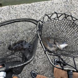 広島敷石チニング〜触角フック無双〜