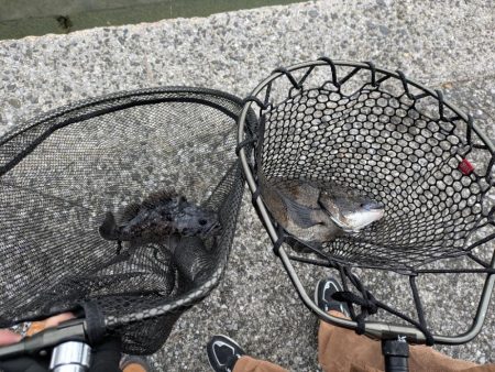 広島敷石チニング〜触角フック無双〜